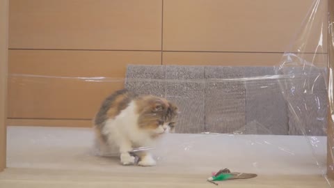 Cats vs Invisible Wall