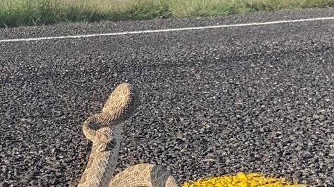 Feisty Prairie Rattlesnake Isn’t Happy About Being Saved