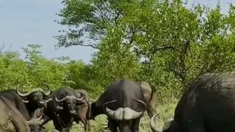 Lion vs buffalos | wildlife | wild animals