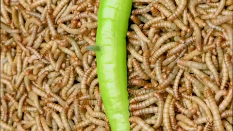 Timelapse 50 000 mealworms vs A Green pepper short