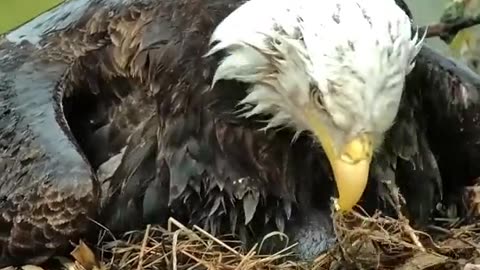 Hatchery Dad turned Dadbrella. He protects his eaglet from the elements 💚