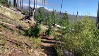 Central Oregon - Mount Jefferson Wilderness - Unique Ecological Area