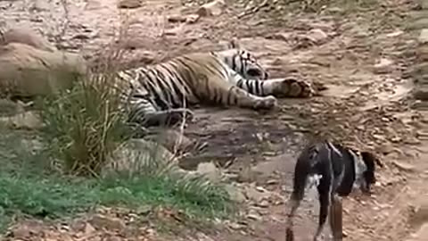 tiger killed dog