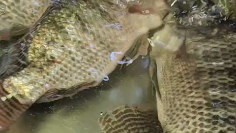 Tilapia Fish Live Video In Bangladesh Fish Market#shorts