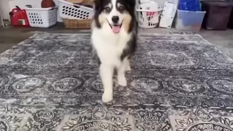 Secret the Australian Shepherd making your own videos