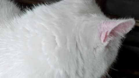 A Cat Resting Over The Piano Keyboard