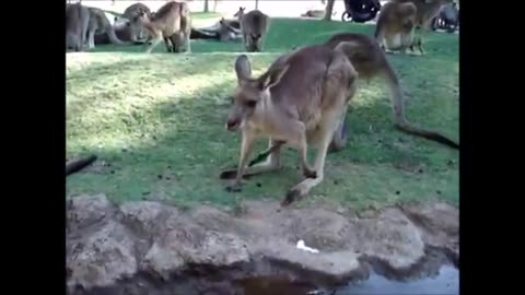 cute kangaroos