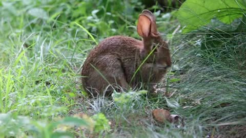 Funny and Cute Baby Bunny Rabbit Videos 🐇 Baby Animal Video Compilation 2021