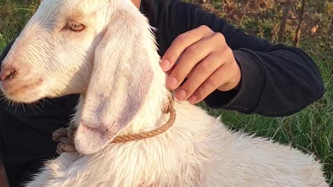 beautiful white baby goat