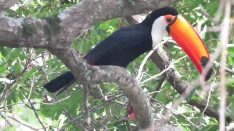 predator toco toucan