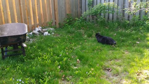 You see the bunny, right? (Salem Backyard Adventures 6/10)