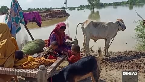 Calls for international assistance as millions displaced in Pakistan floods |ABC News