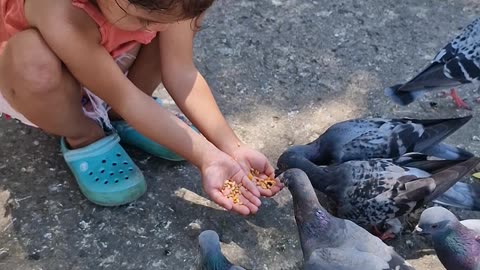 Pigeons feeding at plaza Del Pilar, Zamboanga City. Cheeky really loves the birds!