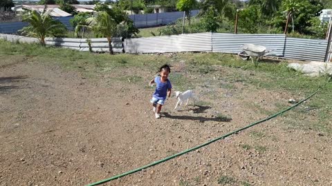 Baby Goat running after children