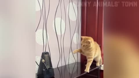 Funny comedy Animals entertainment cat Dog funnycat funnydog