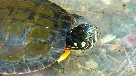 Baby Turtle