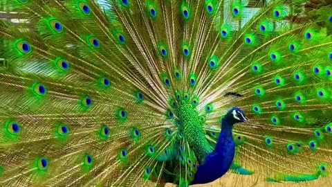 Peacock beauty