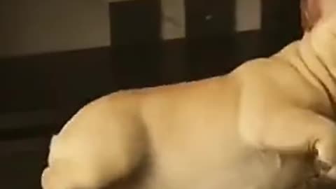 😅😅#shorts - Funniest Dogs🐕🐕 - Awesome Funny Pet Animals Videos