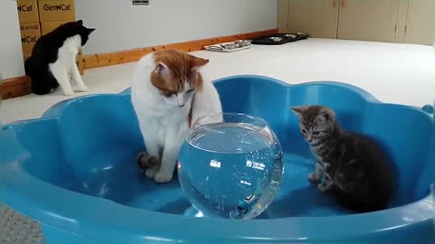 Cats & Kitten Reacts To Robo Fish