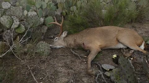 Better Lucky Than Good - Texas Achery MWP On the Road Hunt