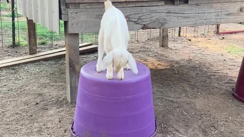 Joy the Baby Goat is an Excellent Jumper