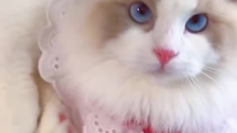 Aww cute cat videos funny Vol5❤️ Cat