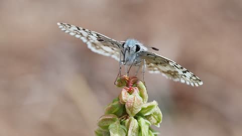 White Checkered Skipper Butterfly Insect Flower