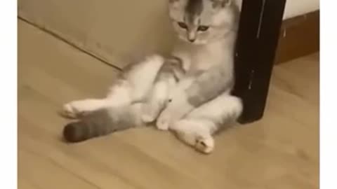 Poor sad cat