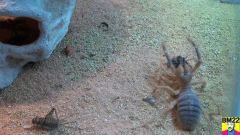 Aggressive Camel Spider is a Greedy Hunter