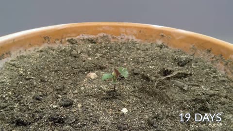 Growing a BIRCH TREE from seed Time-lapse