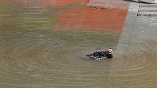 Bird Cleans Itself After Fight - Footag By peakring.com