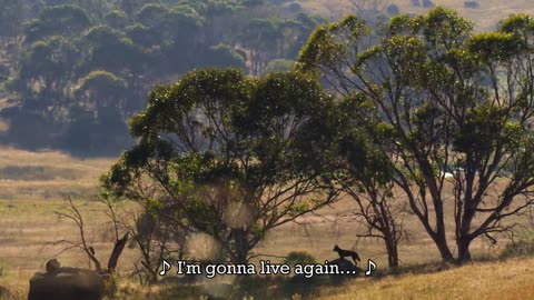 Sia - We Can Do Anything (Lyrics) Kangaroo Valley