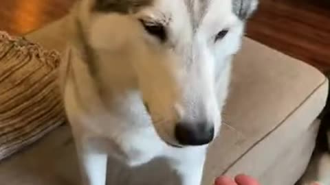 Husky MUST CHOOSE Between Dog Food Cookies!!!