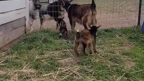 Day old kids already hopping outside