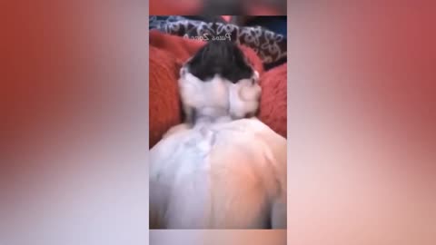 Hilarious Animal Moments 😂 Fresh Funny Clips of Cats and Dogs #7