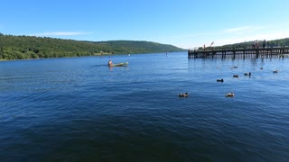 Ducks on a lake