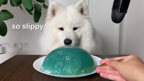 Dog Eating Mint Jelly From Genshin Impact (ASMR) I MAYASMR