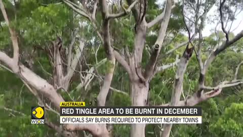 Tingle trees undergo prescribed burns, botanists ask 400-year-old trees to be preserved | WION