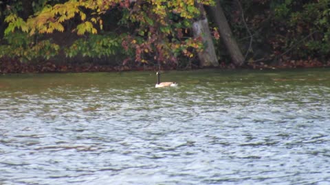 Goose Swimming in a Lake