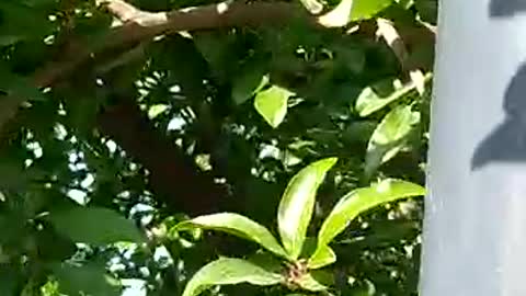 Pomegranate tree and beautiful pomegranate flower