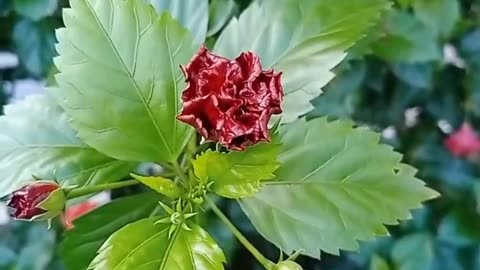 Hibiscus..A beautiful flower among the greenery.