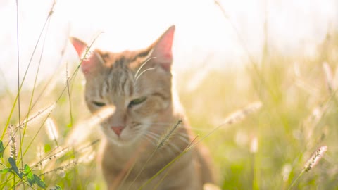 Cat in sun rays and green fields