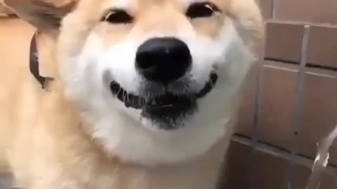 The smiling Shiba Inu