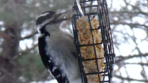 Hairy Woodpecker