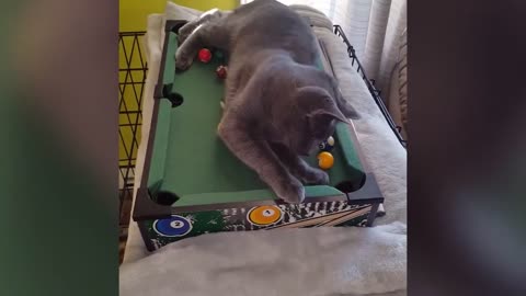 Cat playing billard :)