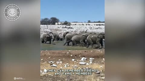 African Elephant with great lesson