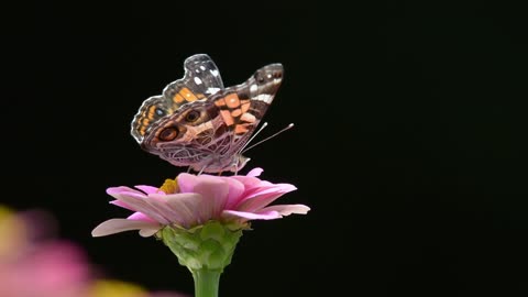 Captivating Encounter: American Lady Butterfly Savoring Nectar on Zinnia Bloom