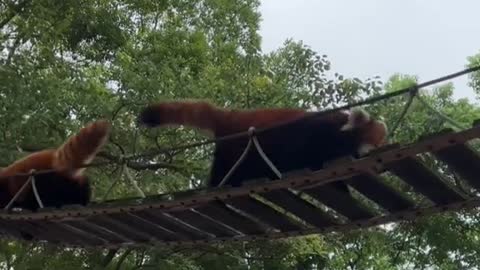 The red panda