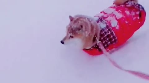 The dog who saw snow for the first time #pet #fyp #dog #puppy #mystyle