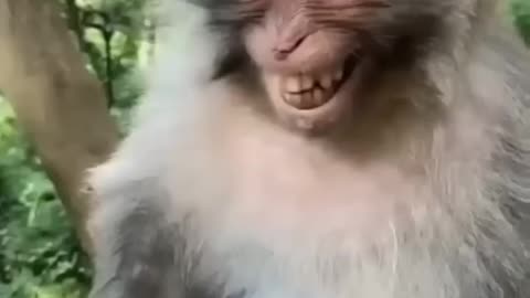 naughty monkey #viral